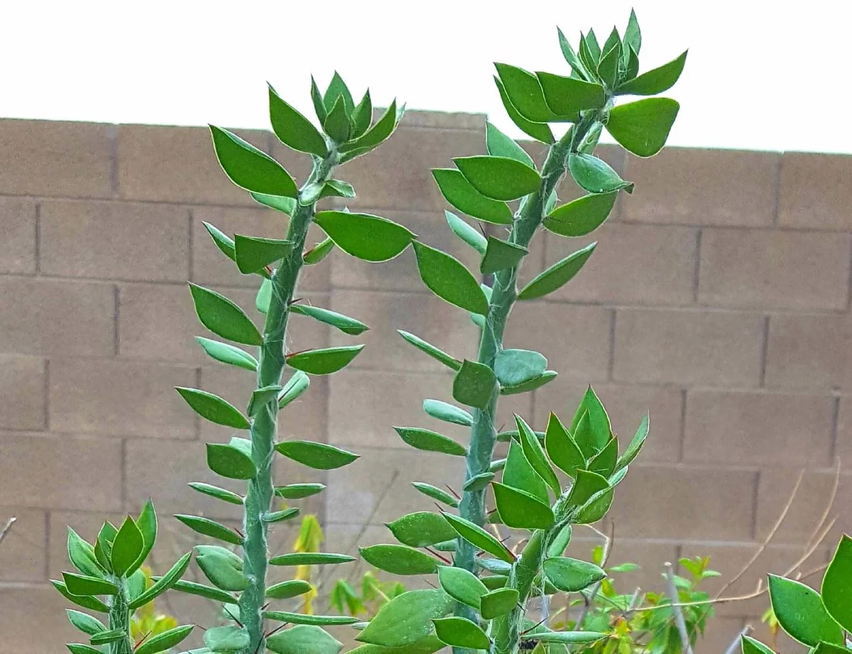 Pereskiopsis Live Cuttings - Organic Graft Stock - Live Plant - Image 2