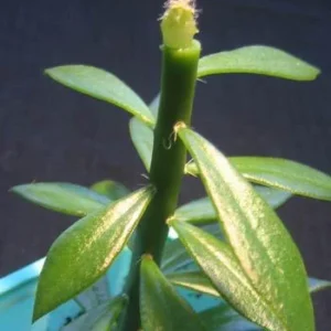 Pereskiopsis Live Cuttings - Organic Graft Stock - Live Plant - Image 3