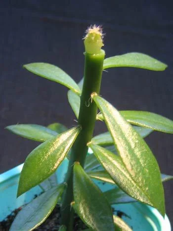 Pereskiopsis Live Cuttings - Organic Graft Stock - Live Plant - Image 3