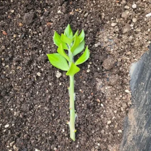 Pereskiopsis Live Cuttings - Organic Graft Stock - Live Plant - Image 1