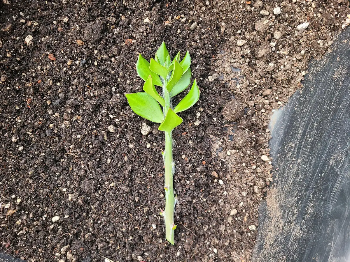 Pereskiopsis Live Cuttings - Organic Graft Stock - Live Plant - Image 1