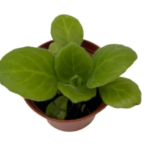 Periwinkle Blush Primulina Live Plant – Asian Violet Houseplant – 2.5