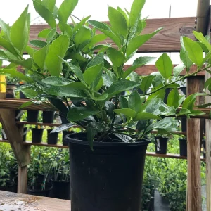 Persian Lime Bush Live Plant – 1 Gallon Pot – 1-2 Feet Tall – Fruit Tree - Image 2