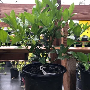 Persian Lime Bush Live Plant – 1 Gallon Pot – 1-2 Feet Tall – Fruit Tree - Image 3