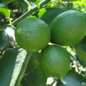 Persian Lime Tree Live Plant – 1/2 Gallon Pot – Citrus Latifolia – Indoor/Outdoor - Image 2