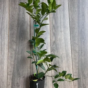 Persian Lime Tree Live Plant – 1/2 Gallon Pot – Citrus Latifolia – Indoor/Outdoor - Image 6