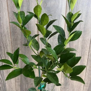 Persian Lime Tree Live Plant - Grafted Citrus x Latifolia - 1/2 Gallon Pot - Image 2