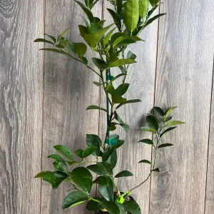 Persian Lime Tree Live Plant - Grafted Citrus x Latifolia - 1/2 Gallon Pot - Image 8