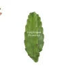 Peruvian Cactus Live Plant – 10 inch – Indoor/Outdoor Succulent - Image 1