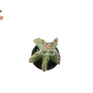 Peruvian Cactus Live Plant – 10 inch – Indoor/Outdoor Succulent - Image 2