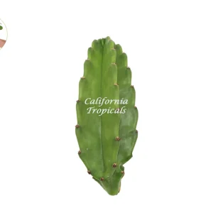 Peruvian Cactus Live Plant – 10 inch – Indoor/Outdoor Succulent - Image 1