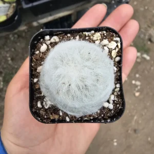 Peruvian Old Lady Cactus Live Plant - Espostoa melanostele - 2in Pot - Image 2