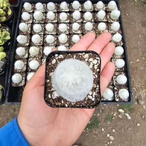 Peruvian Old Lady Cactus Live Plant - Espostoa melanostele - 2in Pot - Image 3