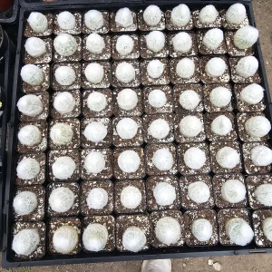 Peruvian Old Lady Cactus Live Plant - Espostoa melanostele - 2in Pot - Image 4