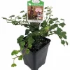 Peter Pan English Ivy Live Plant – 2.5" Pot – Terrarium & Houseplant - Image 1