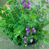 Petite Butterfly Sweet Pea Bush Live Plant - Polygala Fruticosa - 1 Gallon Pot - Image 1