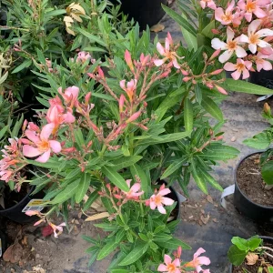 Petite Salmon Oleander Live Plant - 6 inch Pot - Outdoor Shrub - Image 2