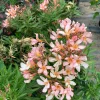 Petite Salmon Oleander Live Plant - 6 inch Pot - Outdoor Shrub - Image 1