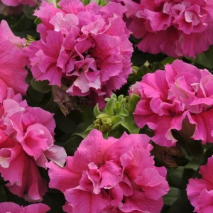 Petunia Double Artist Pink Seeds - 100 Count - Outdoor Annual Flower Seeds - Image 1