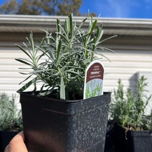 Phenomenal Lavender Live Plant - 4 inch Pot - Fragrant Perennial for Outdoors - Image 2