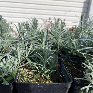 Phenomenal Lavender Live Plant - 4 inch Pot - Fragrant Perennial for Outdoors - Image 3