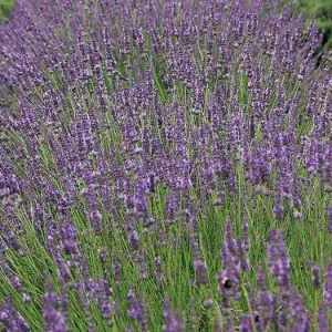 Phenomenal Lavender Live Plant - 4 inch Pot - Fragrant Perennial for Outdoors - Image 4