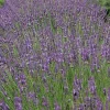 Phenomenal Lavender Live Plant – Aromatic Herb – Hardy Zones 5-9 – Starter Plug - Image 1