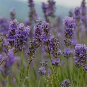 Phenomenal Lavender Live Plant – Aromatic Herb – Hardy Zones 5-9 – Starter Plug - Image 2