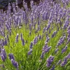 Phenomenal Lavender Live Plant - Lavandula x intermedia - 4 inch Pot - Image 1