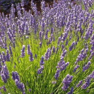 Phenomenal Lavender Live Plant - Lavandula x intermedia - 4 inch Pot - Image 1