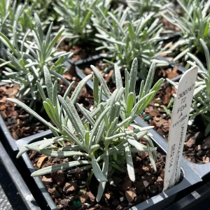 Phenomenal Lavender Live Plant - Lavandula x intermedia - 4 inch Pot - Image 4