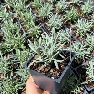 Phenomenal Lavender Live Plant - Lavandula x intermedia - 4 inch Pot - Image 5