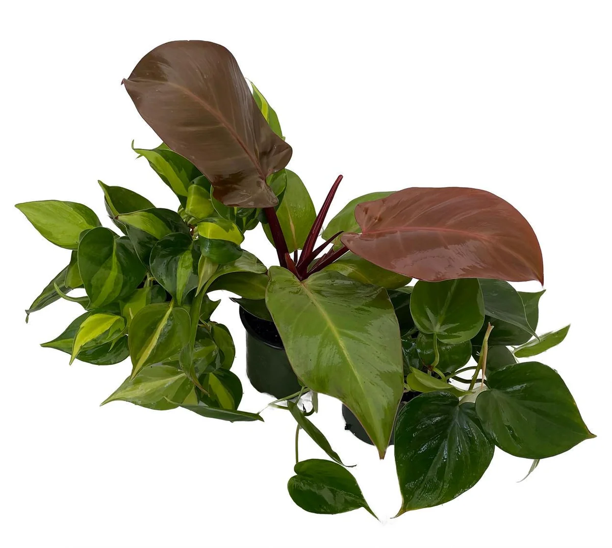 Philodendron Assortment Live Plants - 3 Pack in 4 inch Pots - Tropical Indoor Houseplants - Image 2