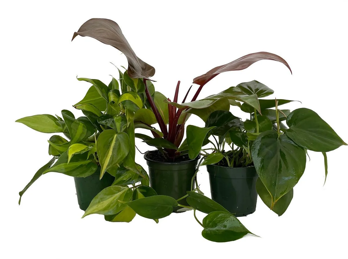 Philodendron Assortment Live Plants - 3 Pack in 4 inch Pots - Tropical Indoor Houseplants - Image 1