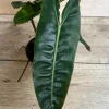 Philodendron Billietiae Live Plant – 4 inch Pot – Indoor Aroid Vine - Image 1