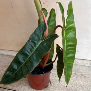 Philodendron Billietiae Live Plant – 4 inch Pot – Indoor Aroid Vine - Image 3