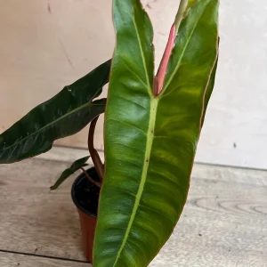 Philodendron Billietiae Live Plant – 4 inch Pot – Indoor Aroid Vine - Image 4