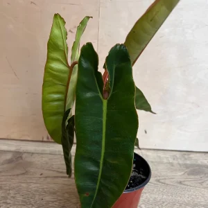 Philodendron Billietiae Live Plant – 4 inch Pot – Indoor Aroid Vine - Image 6