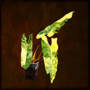 Philodendron Billietiae Variegated Live Plant – Rare Aroid Houseplant – Large Leaves – Indoor Collector Plant - Image 1