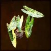 Philodendron Billietiae Variegated Live Plant - Rare Aroid Houseplant - Large Glossy Leaves - Image 1