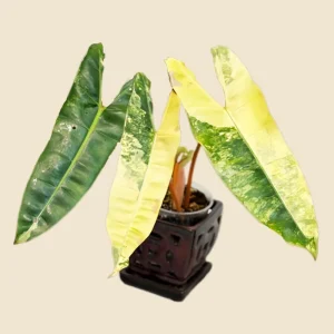 Philodendron Billietiae Variegated Live Plant – Rare Aroid – Potted Houseplant – Collector's Item - Image 1