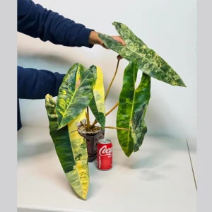 Philodendron Billietiae Variegated Live Plant – Rare Aroid Houseplant – Large Leaves – Collector Plant - Image 1