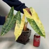 Philodendron Billietiae Variegated Live Plant - Rare Aroid Houseplant - Collector Plant - Image 1