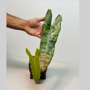 Philodendron Billietiae Variegated Live Plant - Rare Aroid - Large Leaves - Image 2