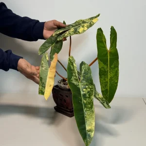 Philodendron Billietiae Variegated Live Plant - Rare Aroid Houseplant - Large Glossy Leaves - Collector Plant - Image 2