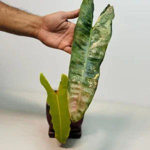 Philodendron Billietiae Variegated Live Plant - Rare Aroid - Large Leaves - Image 3