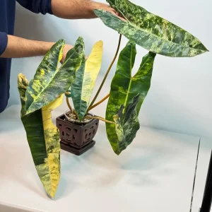 Philodendron Billietiae Variegated Live Plant - Rare Aroid Houseplant - Large Glossy Leaves - Image 3