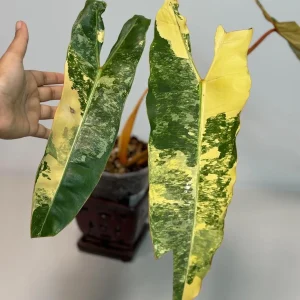 Philodendron Billietiae Variegated Live Plant – Rare Aroid Houseplant – Collector Tropical Foliage - Image 4