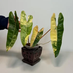 Philodendron Billietiae Variegated Live Plant – Rare Aroid Houseplant – Large Leaves - Image 4