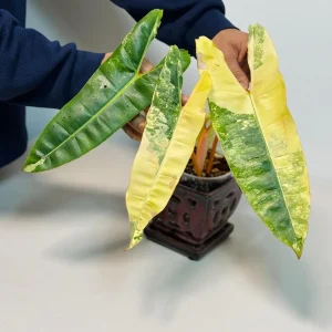 Philodendron Billietiae Variegated Live Plant – Rare Aroid Houseplant – Collector Plant - Image 4